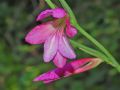 Gladiolus italicus